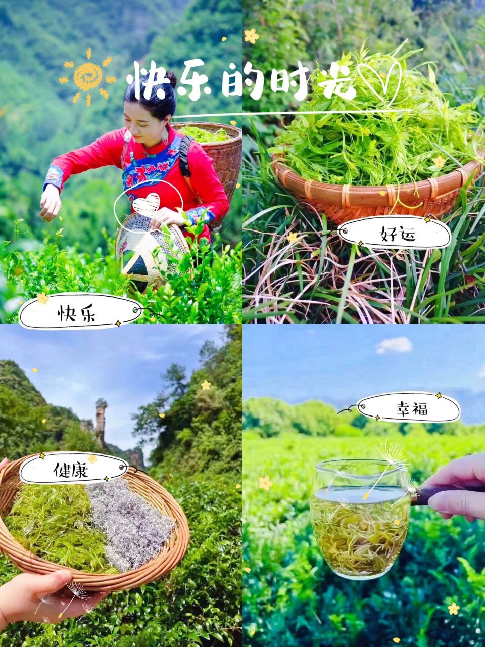 张家界莓茶为什么这么受欢迎呢? 张家界 莓茶介绍: · 中文名:张家界