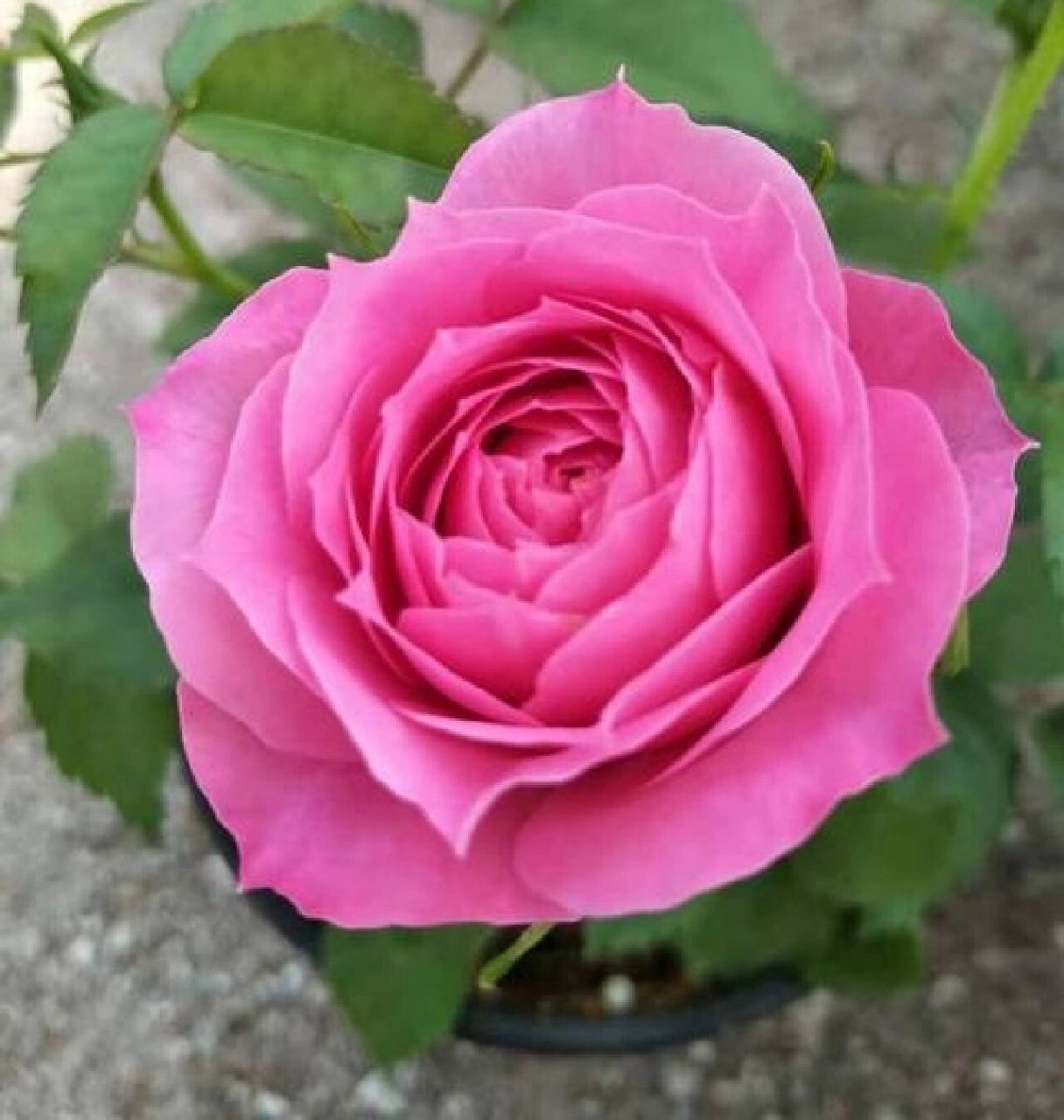 白羊座:株高50㎝,花径6～8㎝,花型和果汁差不多,深橙色,重瓣,甜香味