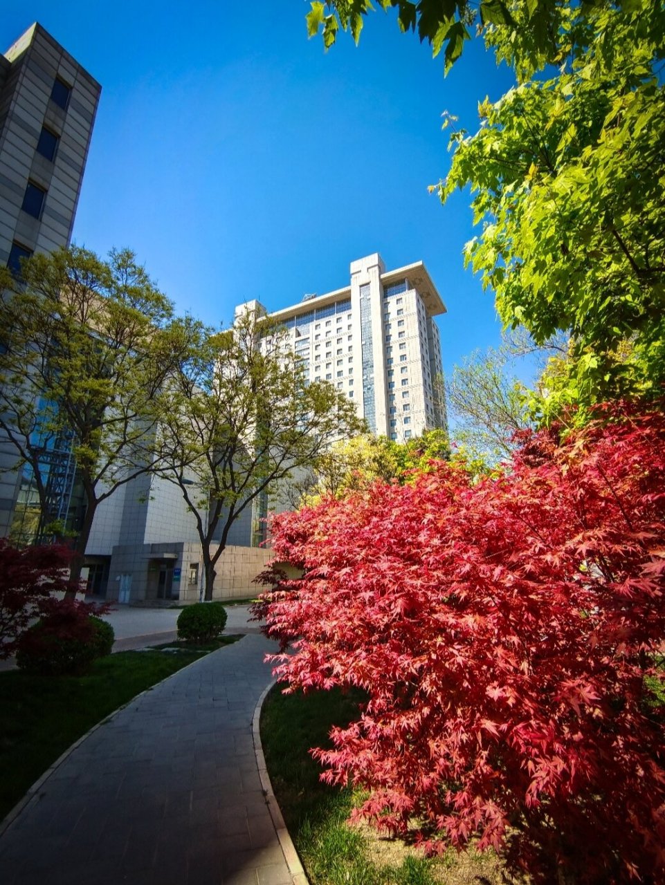 回校园感受校园美景|北师大