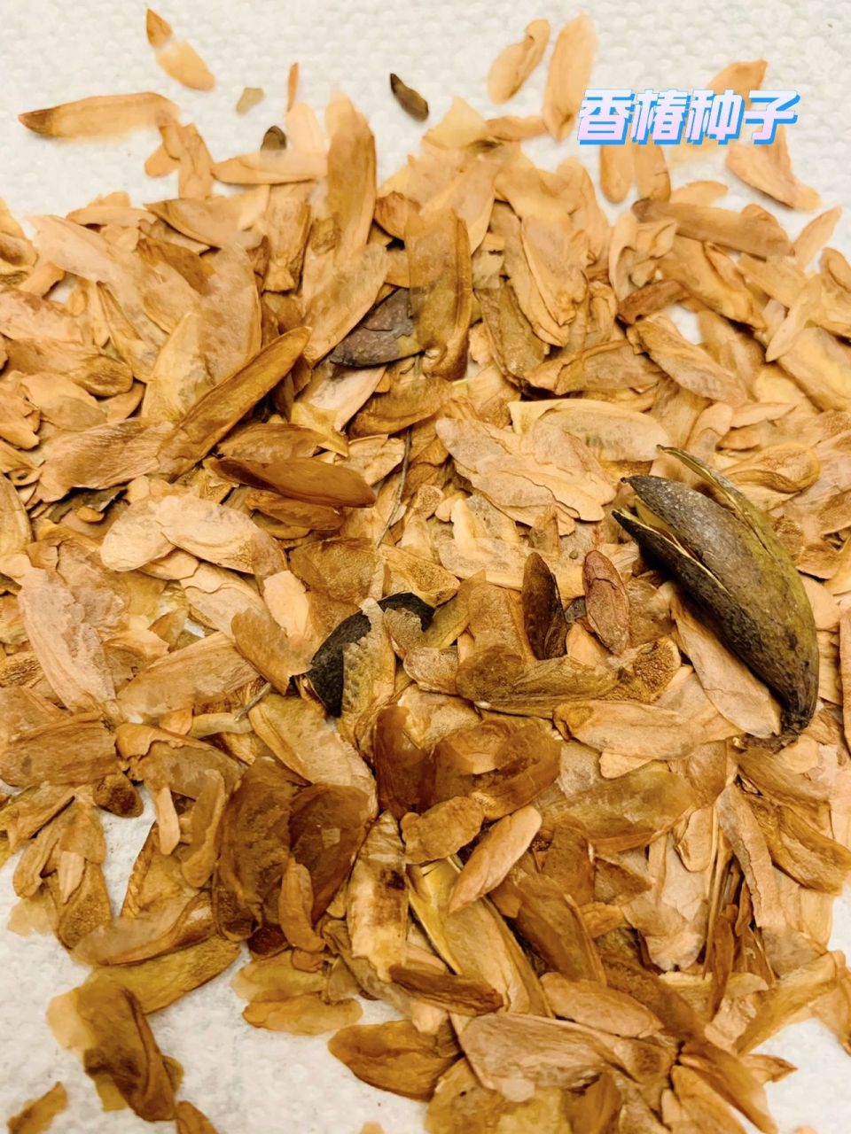 仔细辨认应该是带着小翅膀的是香椿种子,有点像maple种子.