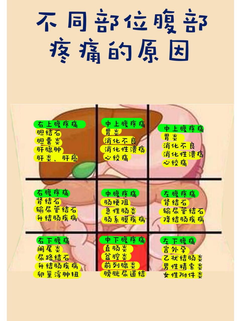 小腹痛在哪个位置图片图片