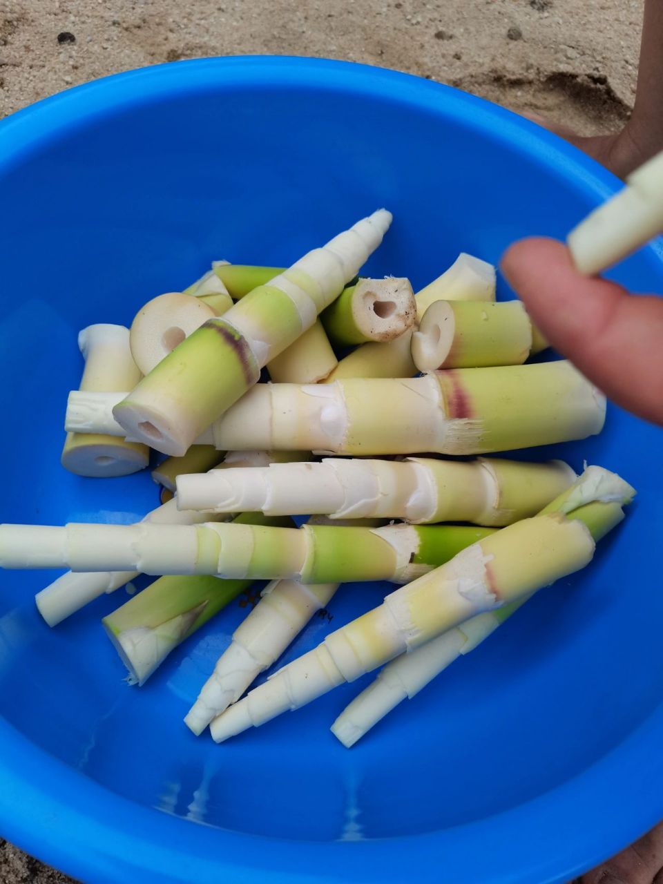 海南农村的野生竹笋 这是我们海南野生的竹笋,笋皮上很多毛毛,成年的