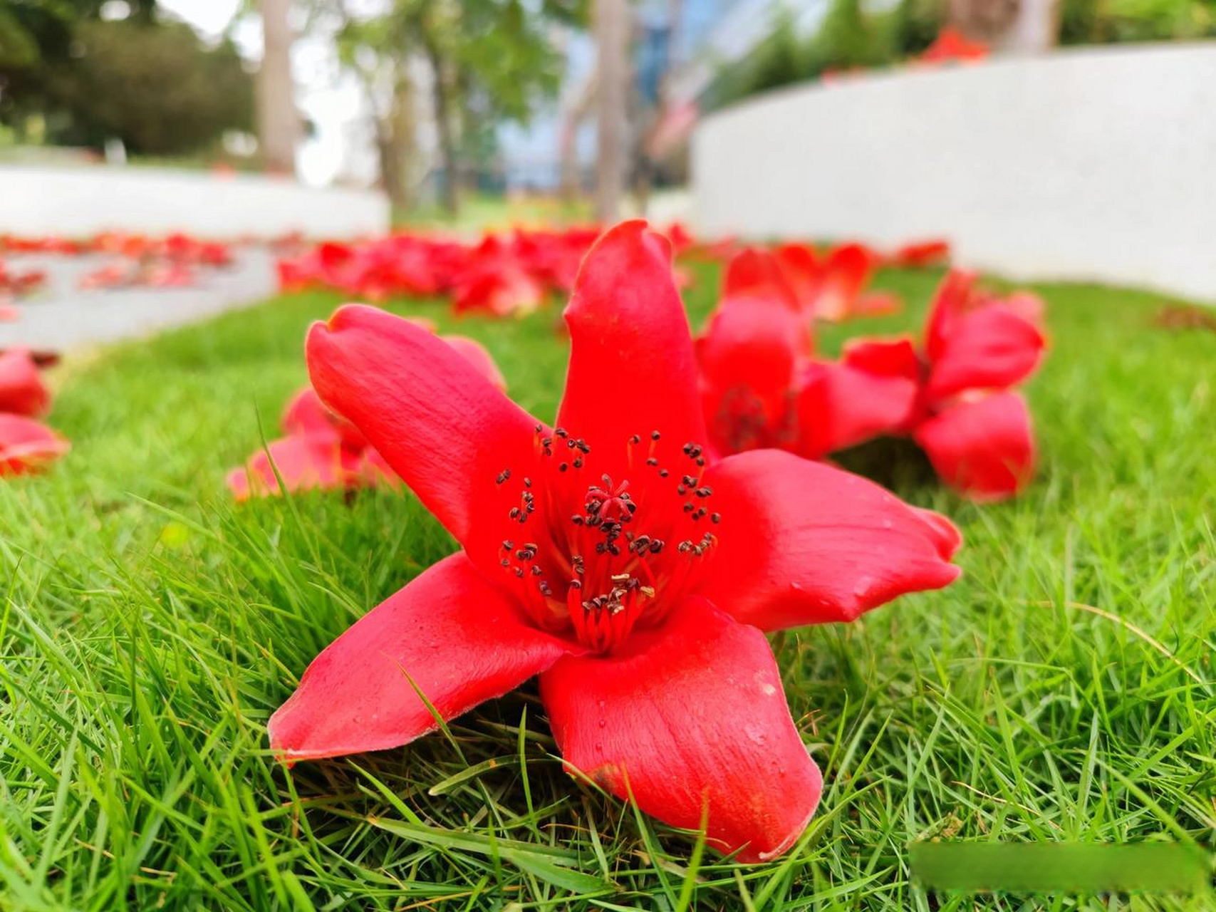 说起木棉花,广东人一定不会陌生.