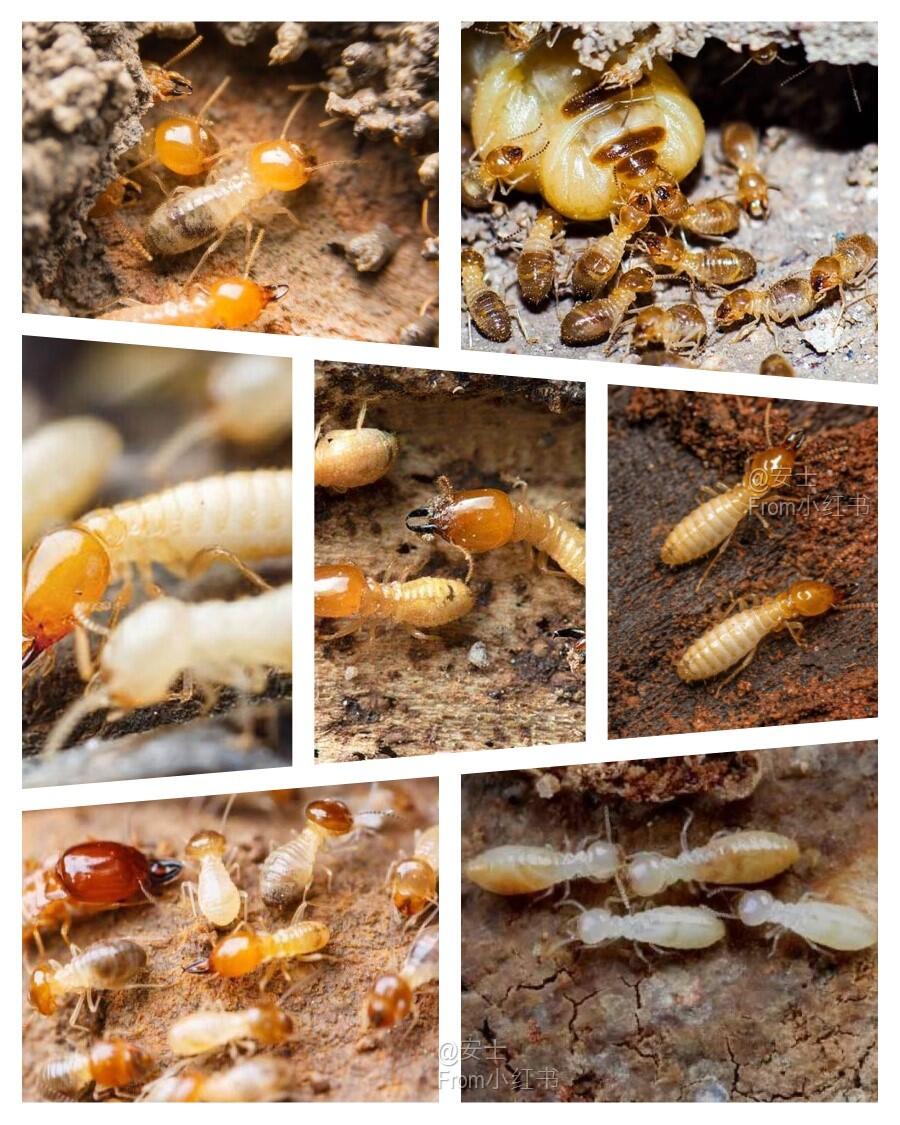 20个灭白蚁的秘方,史上最全.