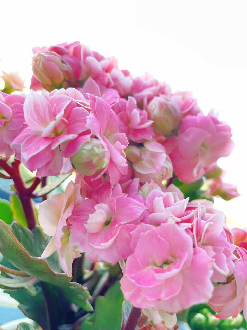 长寿花-奶油慕斯(又名维罗纳,维纳斯) 继连续下雨10多天后的奶油慕斯