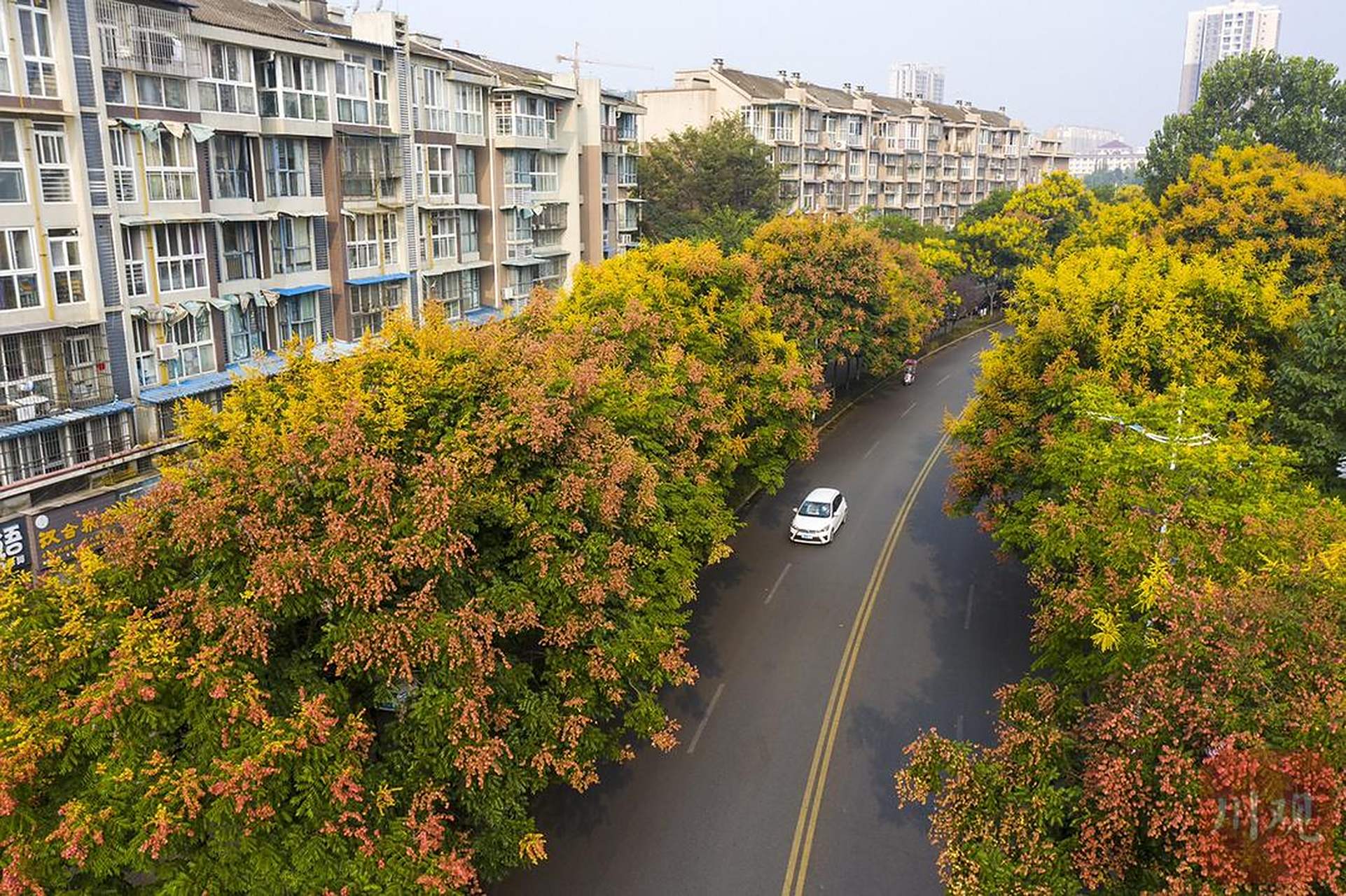 我国行道树前三名:法国梧桐,香樟,栾树.谁是第四名?