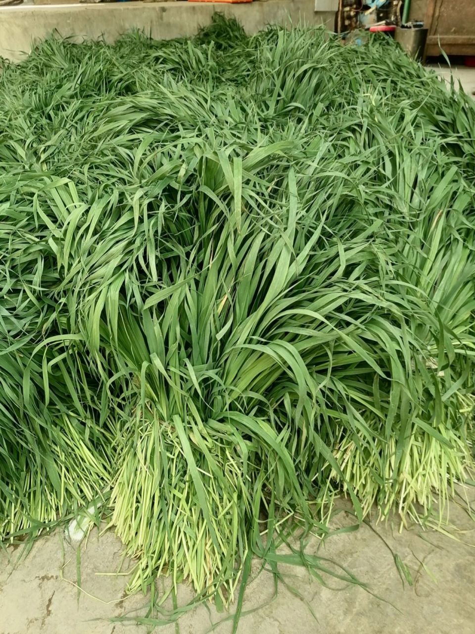 甘肃有个定西,定西有个岷县,我们岷县专业种植北提摩西草,农村话猫尾