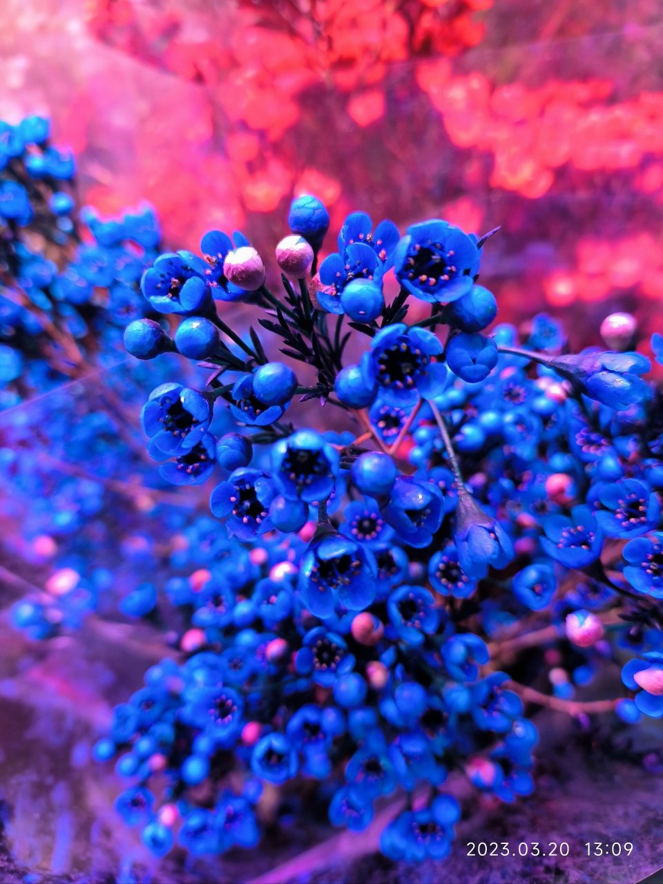 花店的腊梅——风蜡花 澳梅 蜡花 桃金娘科植物,即淘金彩梅,又名杰拉