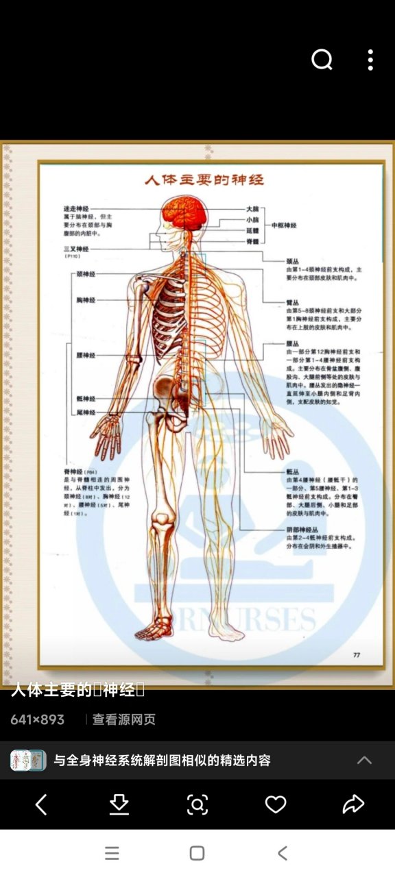 全身体表神经定位图图片