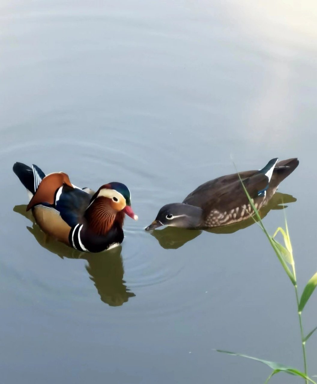 遇见野生动物|鸳鸯戏水荡池塘 #遇见野生动物的奇妙时刻# #手机摄影