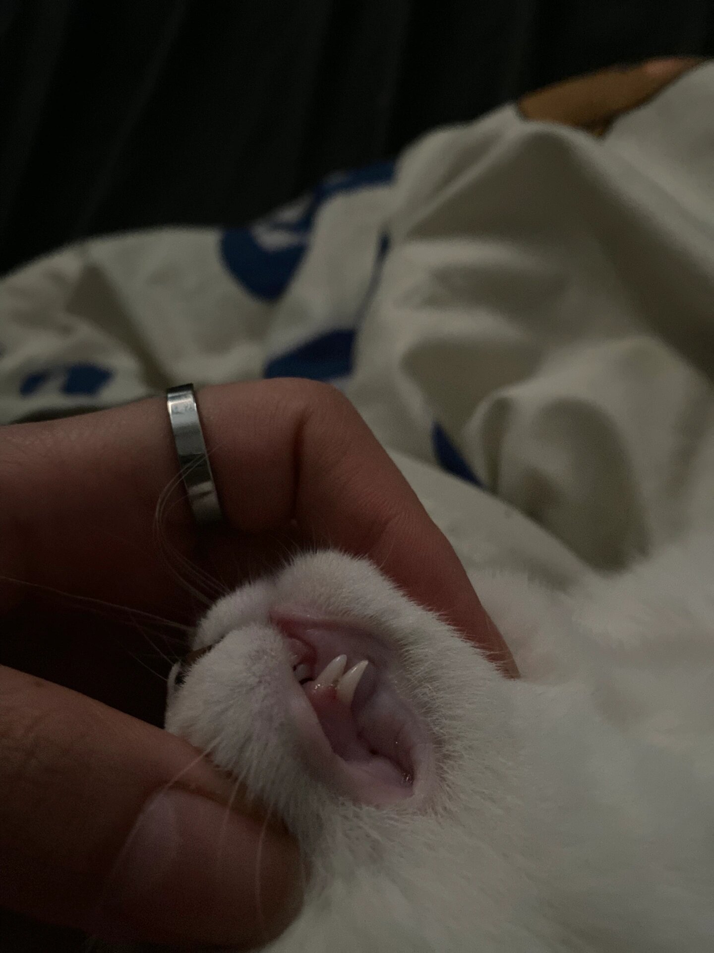 猫咪两颗虎牙正常吗