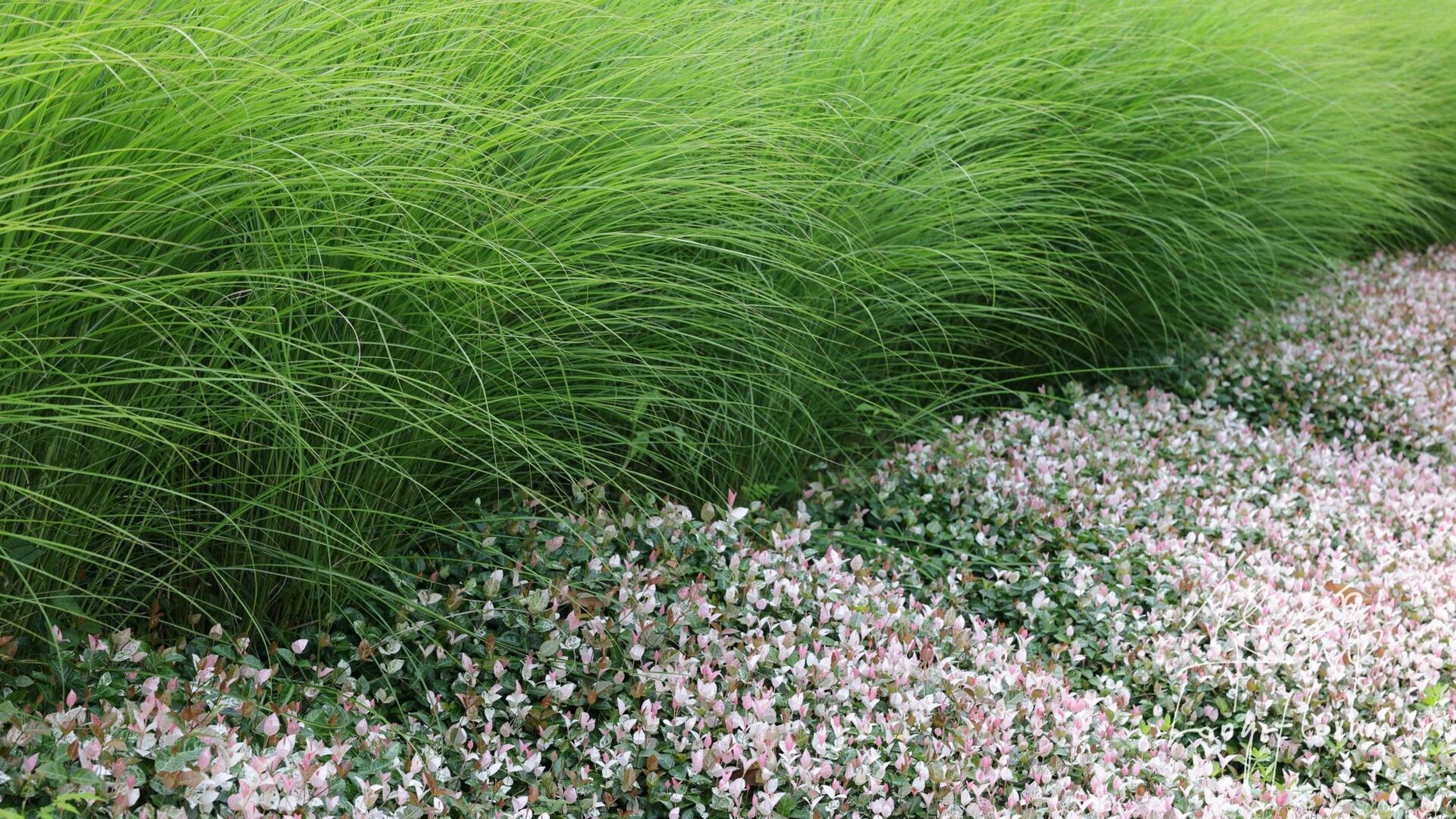 花叶络石高度图片