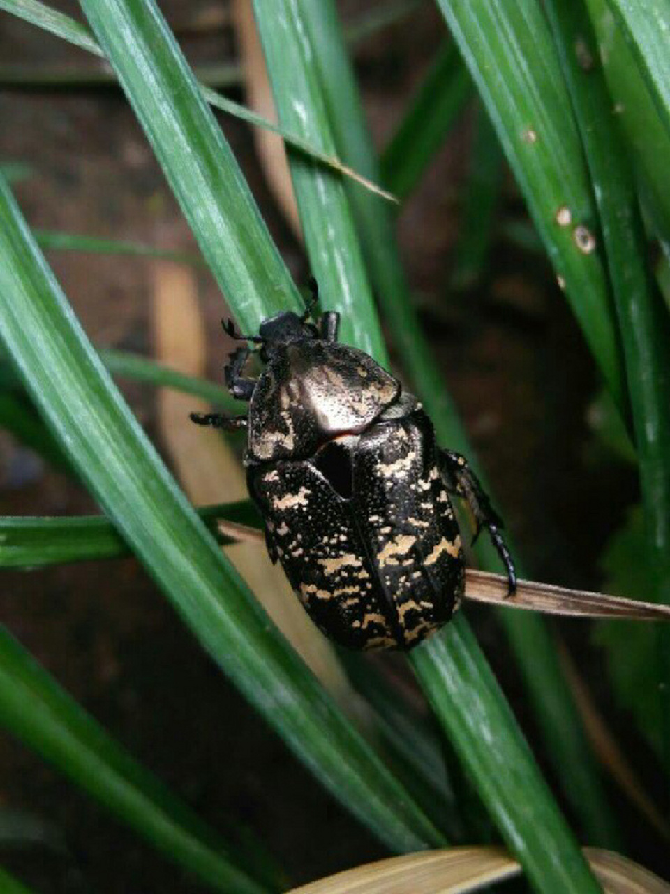 常见花金龟科普(1)-白星花金龟 准备做一个花金龟