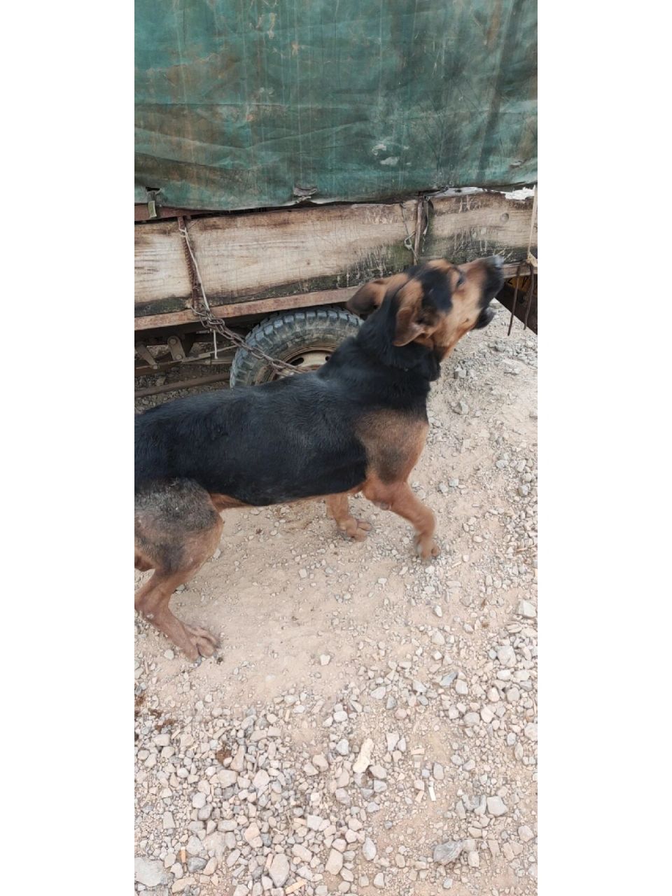 昆明小板桥狗市 大型犬爱好者的福音 我家就小板桥狗市场前面  走路10