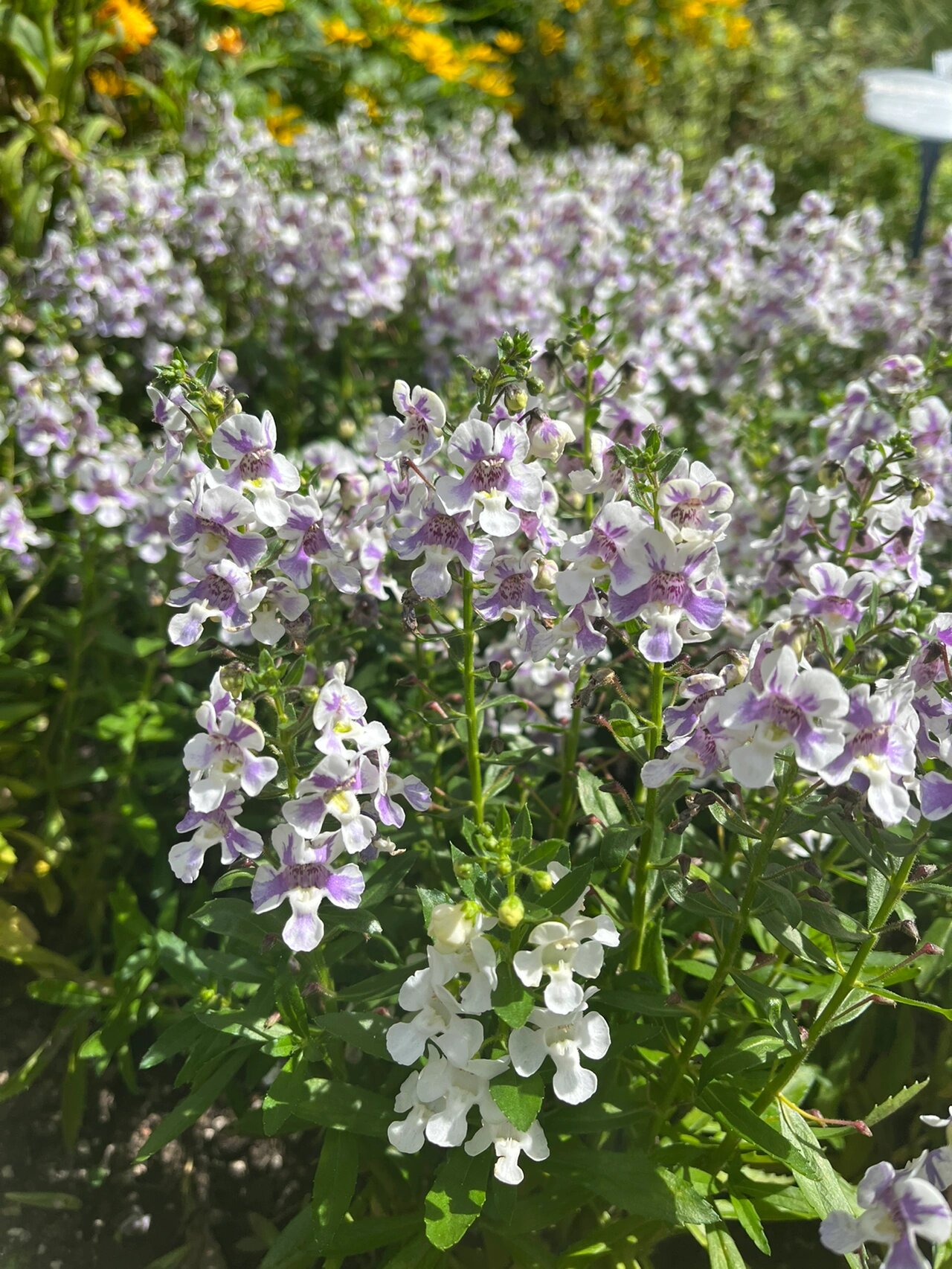 香彩雀花语图片