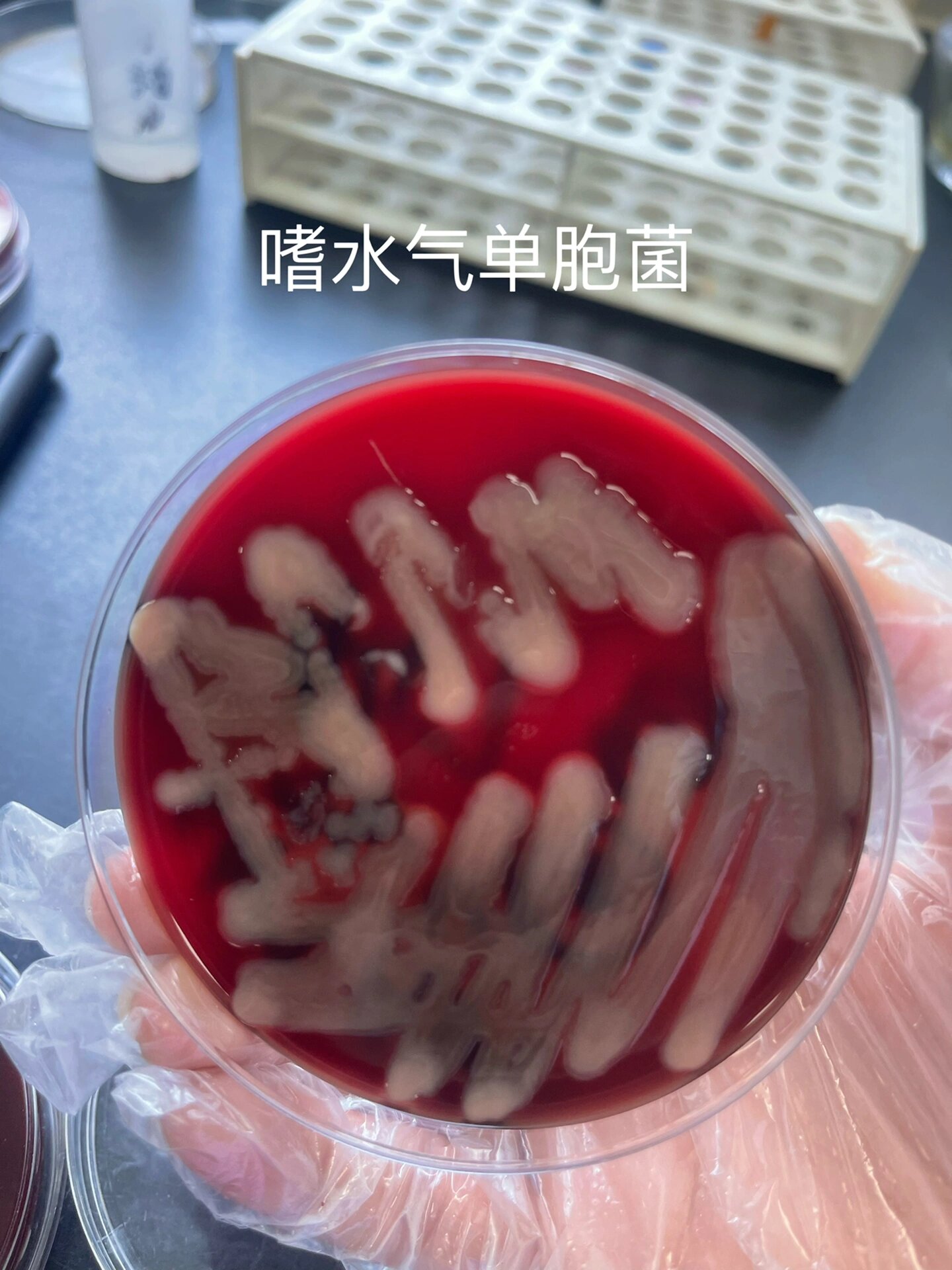 嗜水气单胞菌