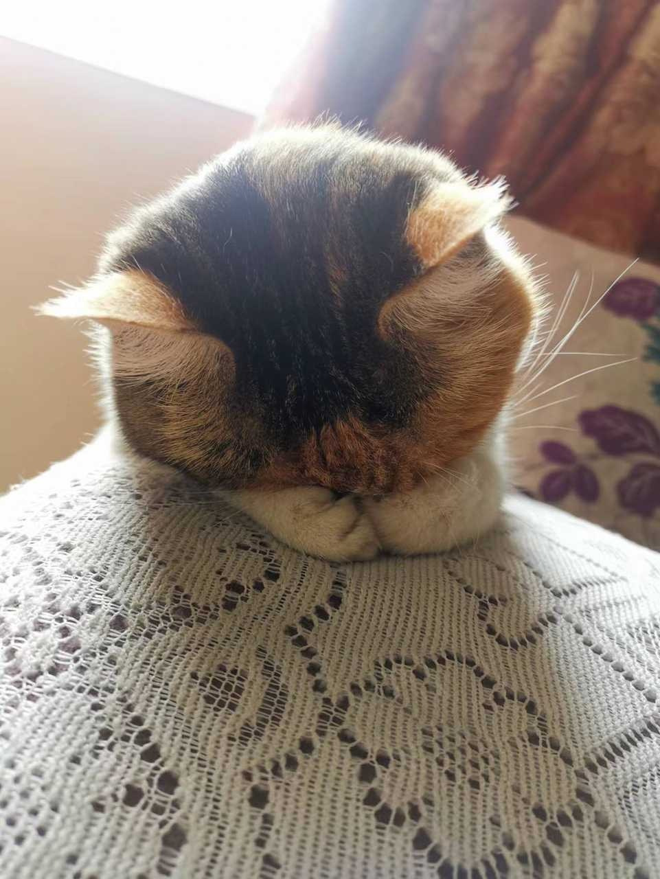 害羞猫猫,埋头苦睡