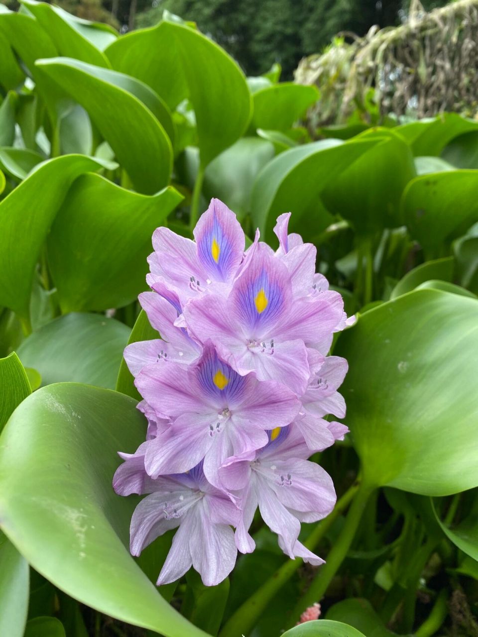 水葫芦开花 寓意图片