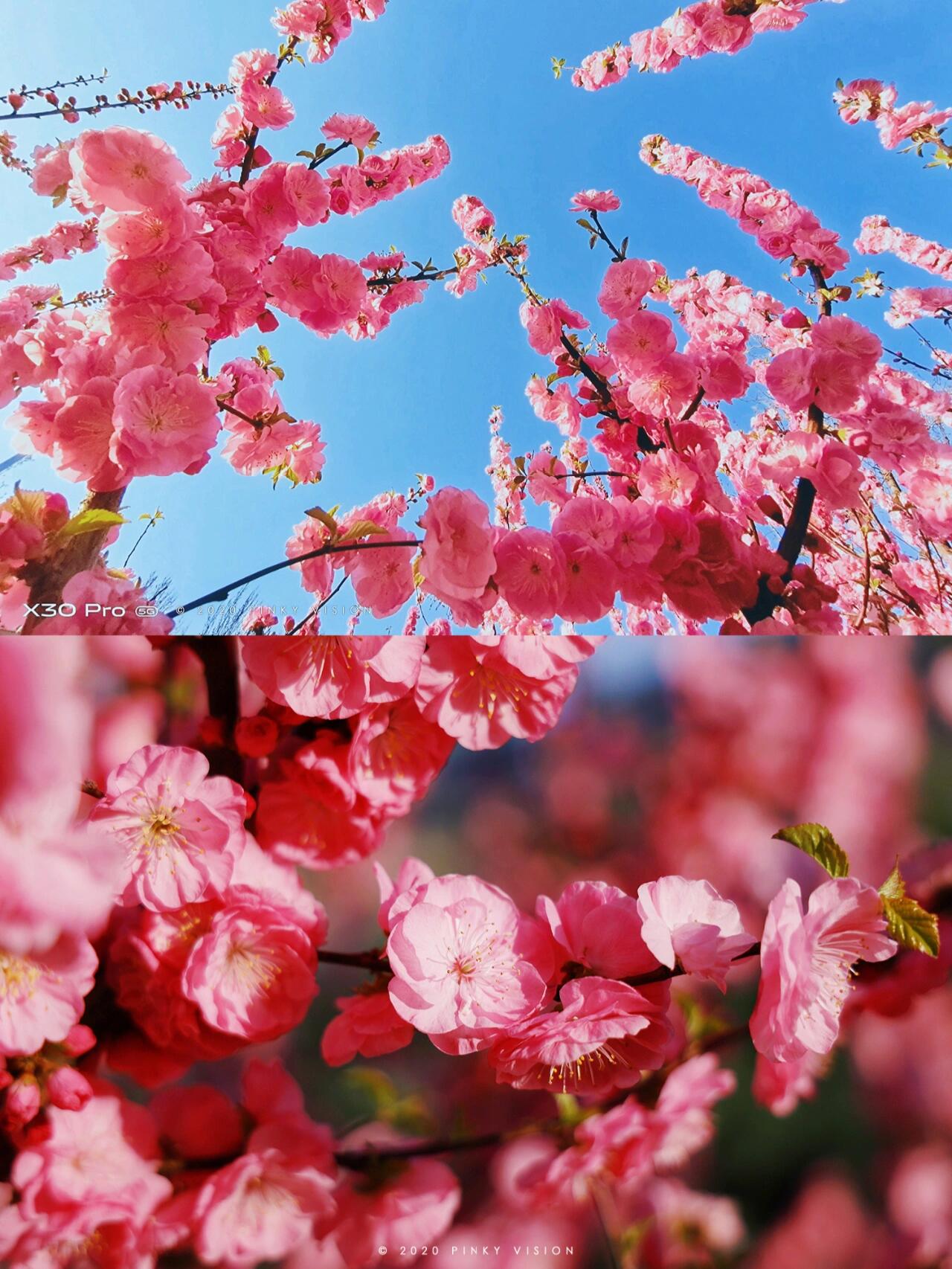 「身边小科普 08」 榆叶梅 榆叶梅按说应该是放在桃花里的,但它太有