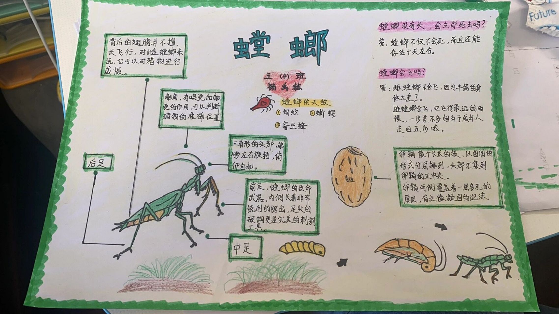 螳螂资料卡小学三年级图片