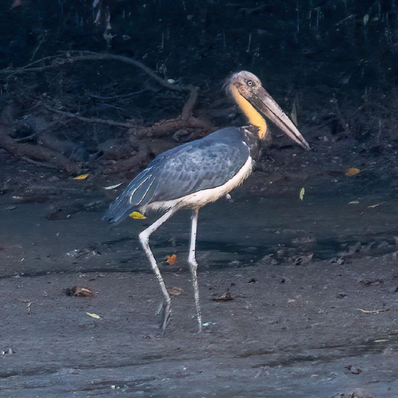 秃鹳图片 lesser adjutant 秃鹳 (leptoptilos javanicus) photo by