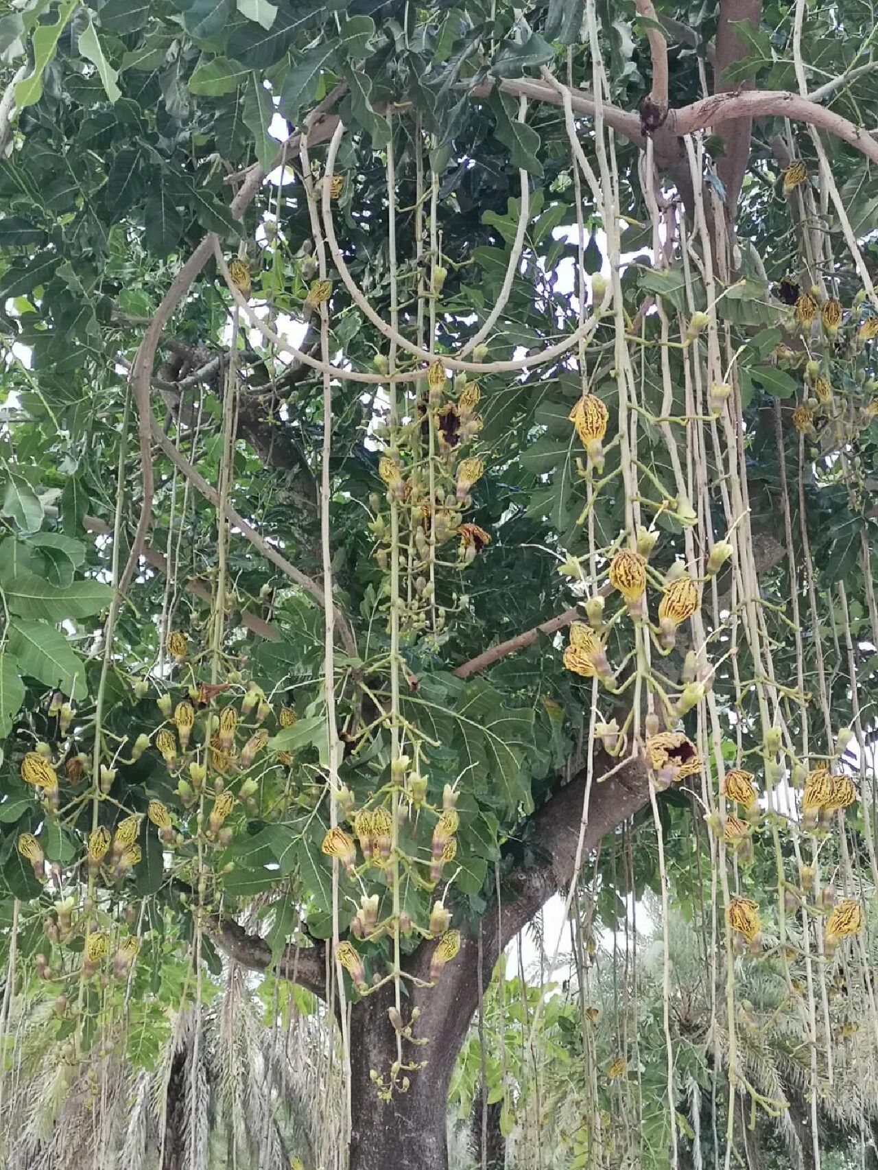 广东庭院植物|吊瓜树(吊灯树