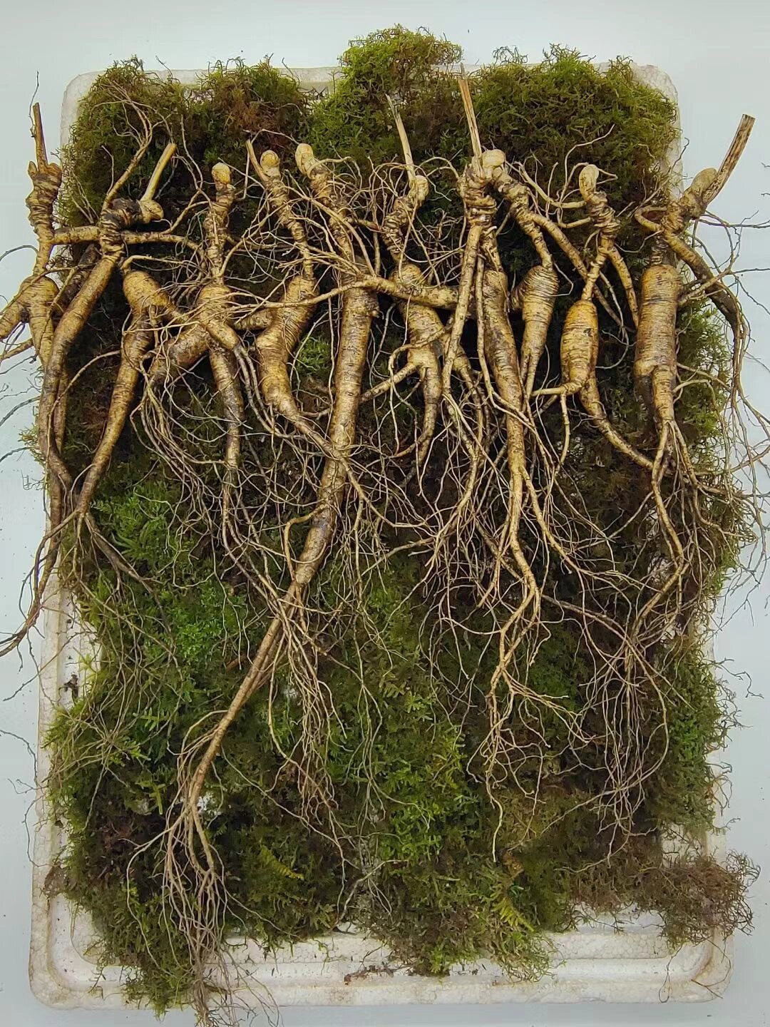 可固脱生津,补益延年,一切气血津液不足之