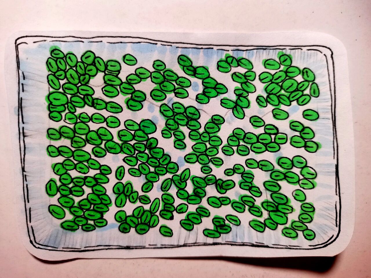 手绘"绿豆发芽记"