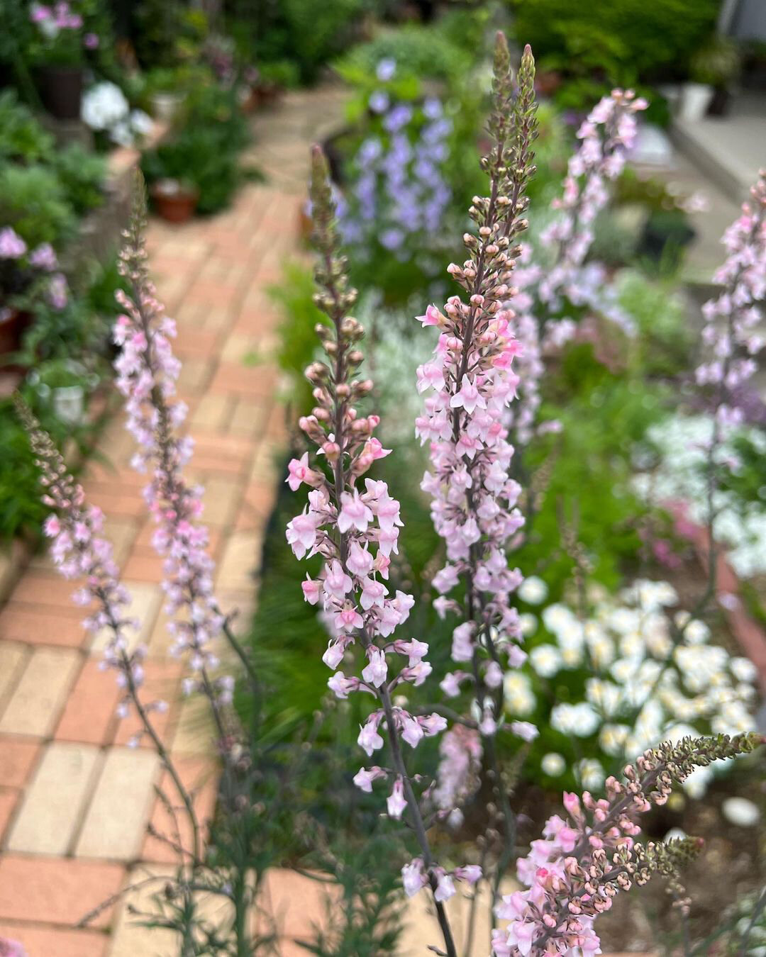 植物大赏|宿根姬金鱼草"粉穗" 宿根姬金鱼草"粉穗"是紫穗柳穿鱼的粉色