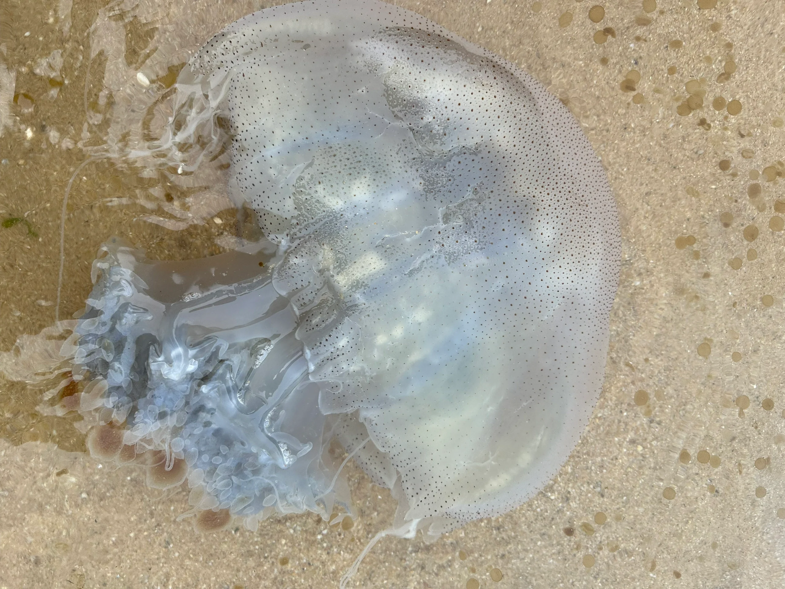 海蜇图片大全 水母图片