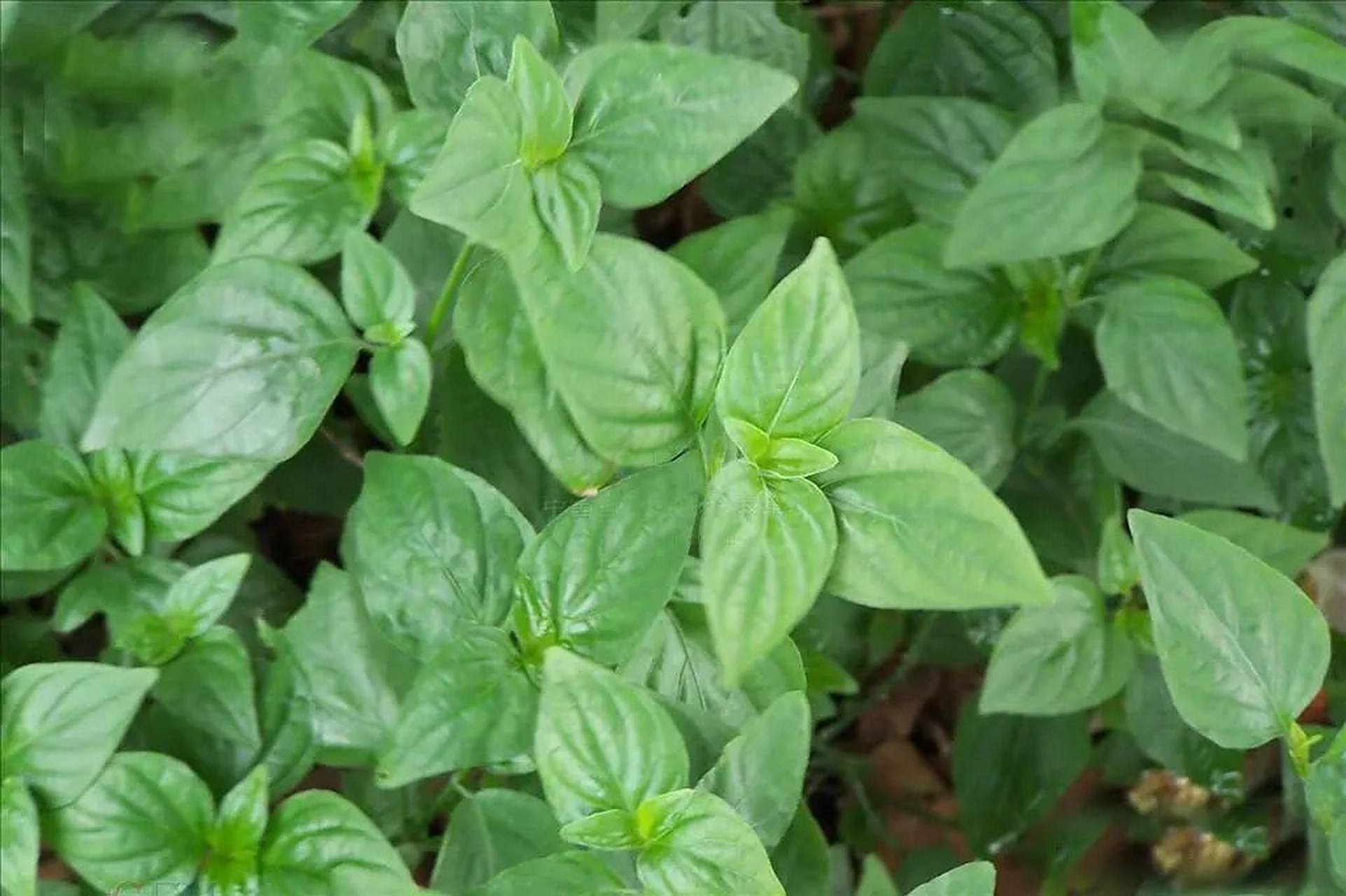 狗肝菜的功效与作用 狗肝菜是一种中草药,又名土羚羊,青蛇仔或路边青.