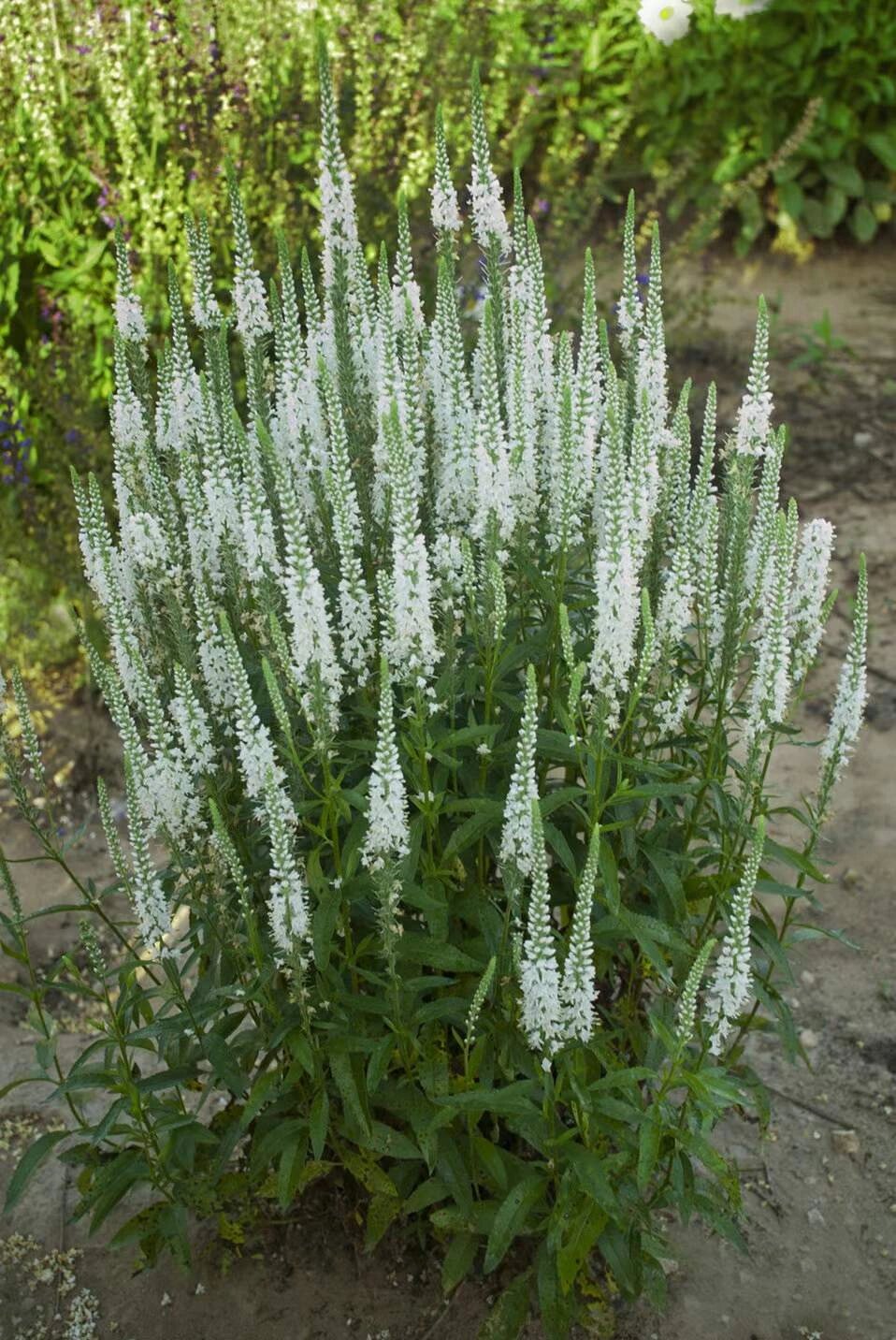 穗花植物介绍图片