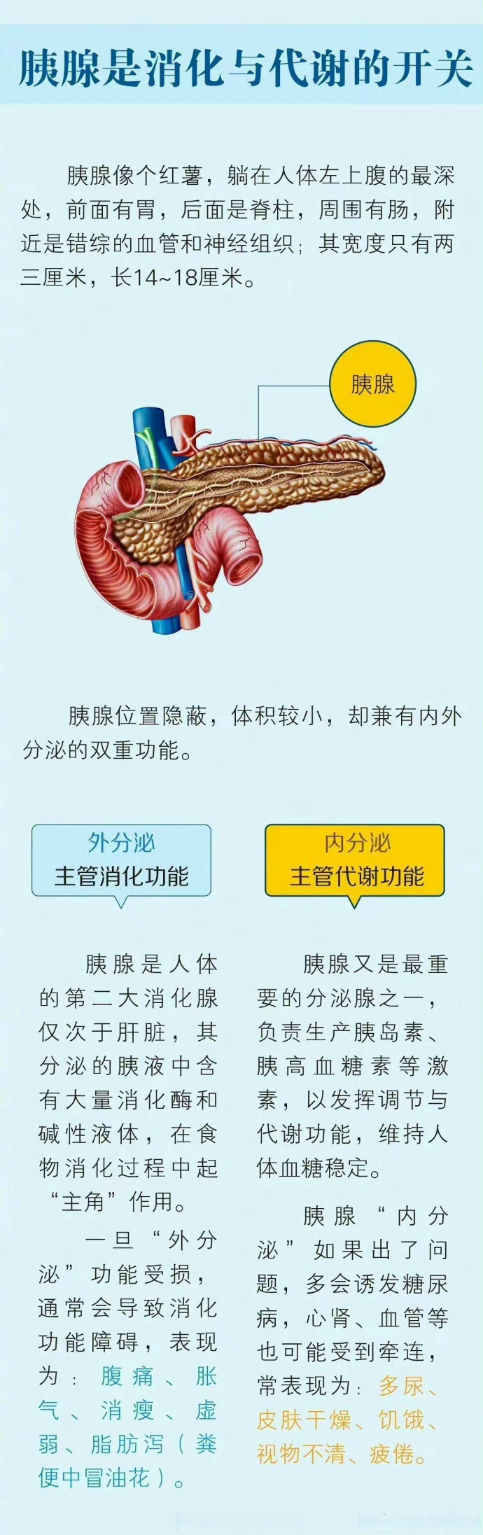 胰腺掌管消化与代谢功能