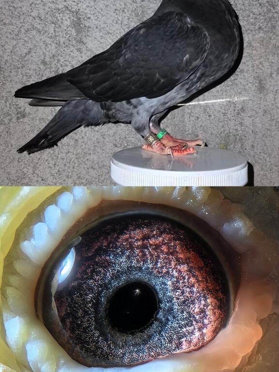 枭鹰系国血超远程赛鸽#超远程老国血鸽子# #黑皮矮脚李鸟