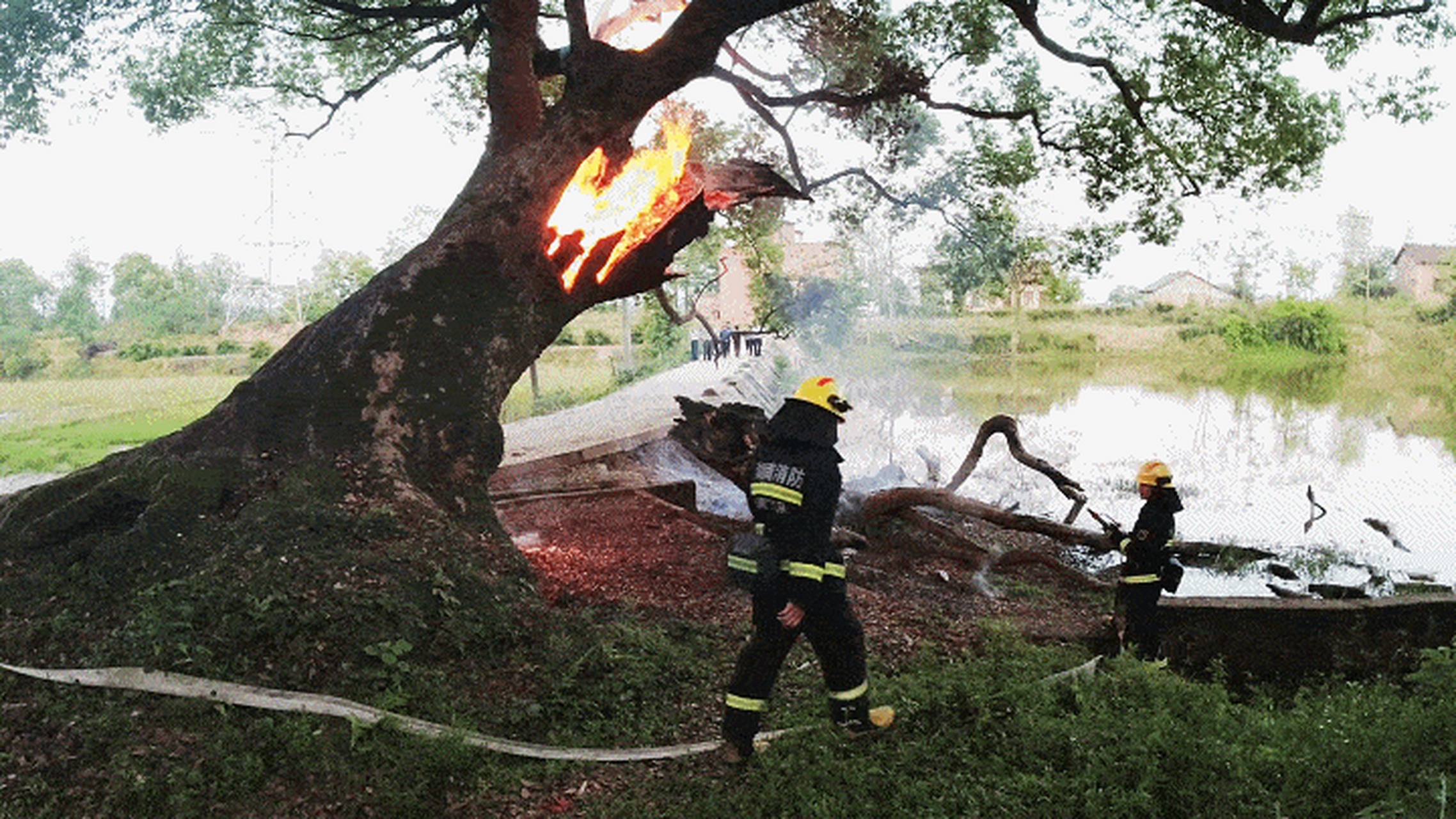 湖南衡阳,常宁市烟洲镇,一棵四百多年的古树突然间说火就火了
