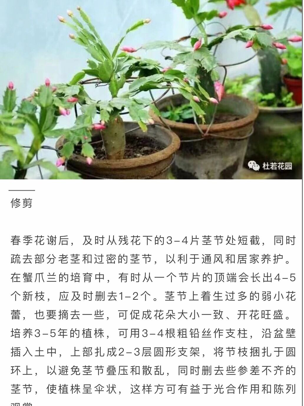 蟹爪兰百科图片