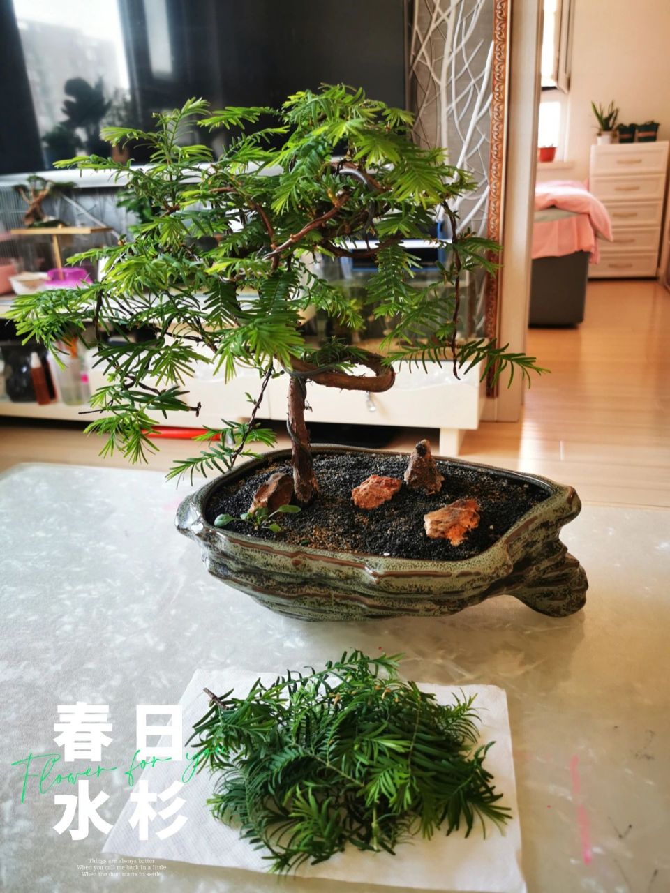 盆景水杉 哈喽我又来更新我的植物了 今天我给我的水杉盆景修剪枝条和