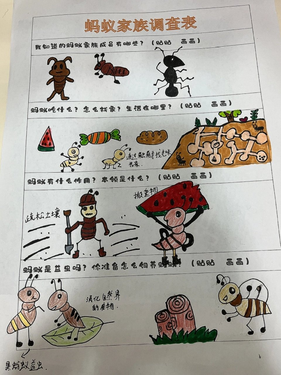 蚂蚁家族