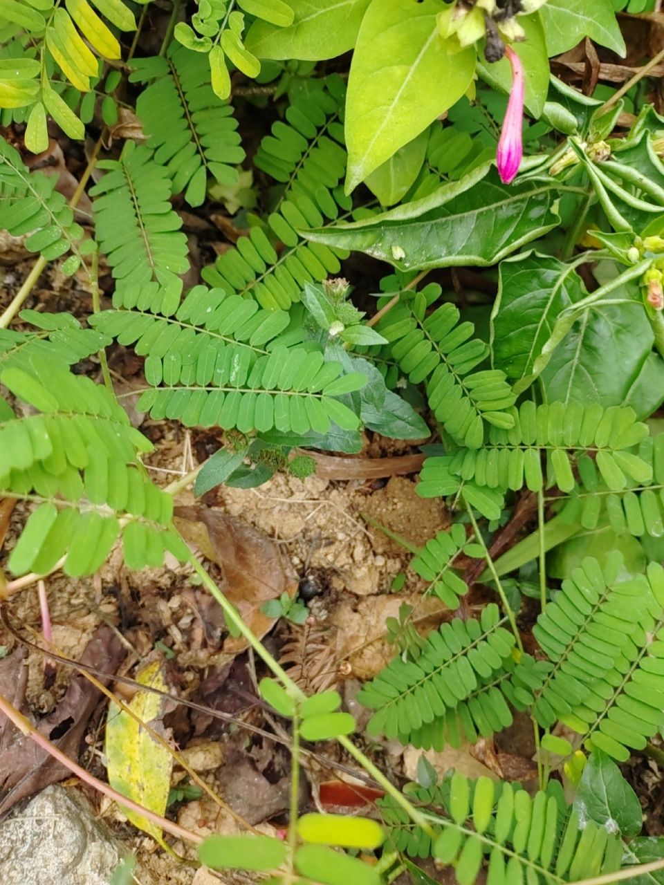 本土原生中草药材(15)鸡骨草 鸡骨草 味甘苦,性凉,有清热利湿,疏肝