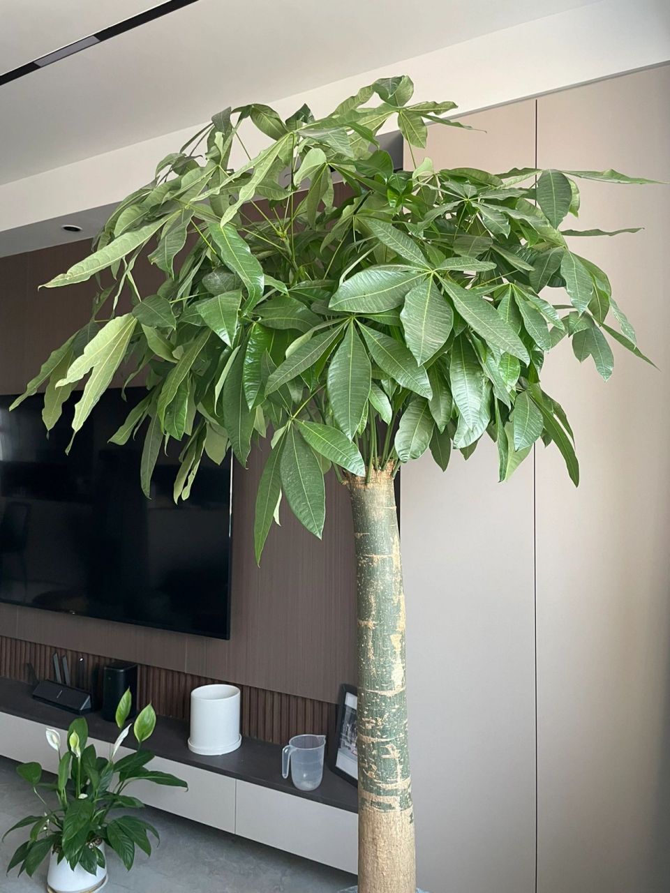 发财树怎么修剪 这颗发财树是不是该修剪了呢   看着叶子比较多 比较