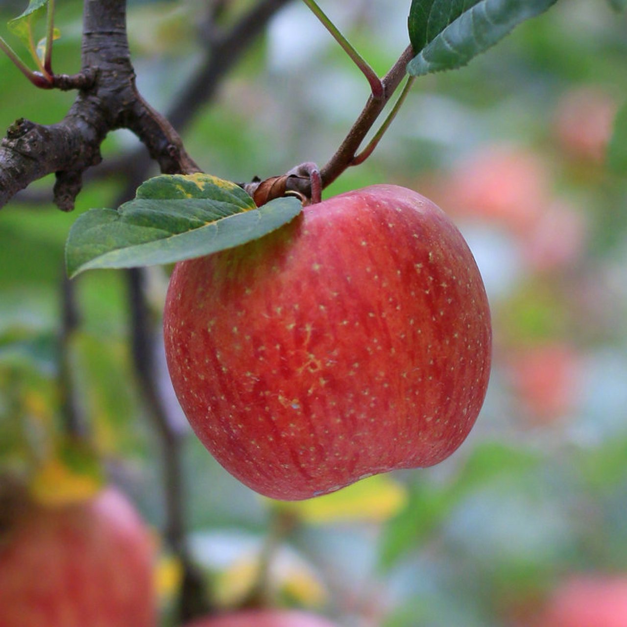【现价】488 元 每天水果 汉源苹果,高山种植,量少,果