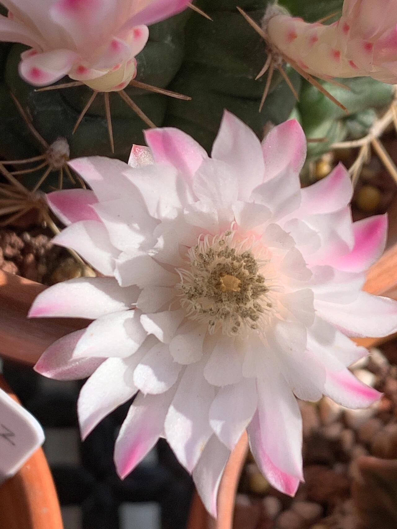 仙人球开花:翠晃冠