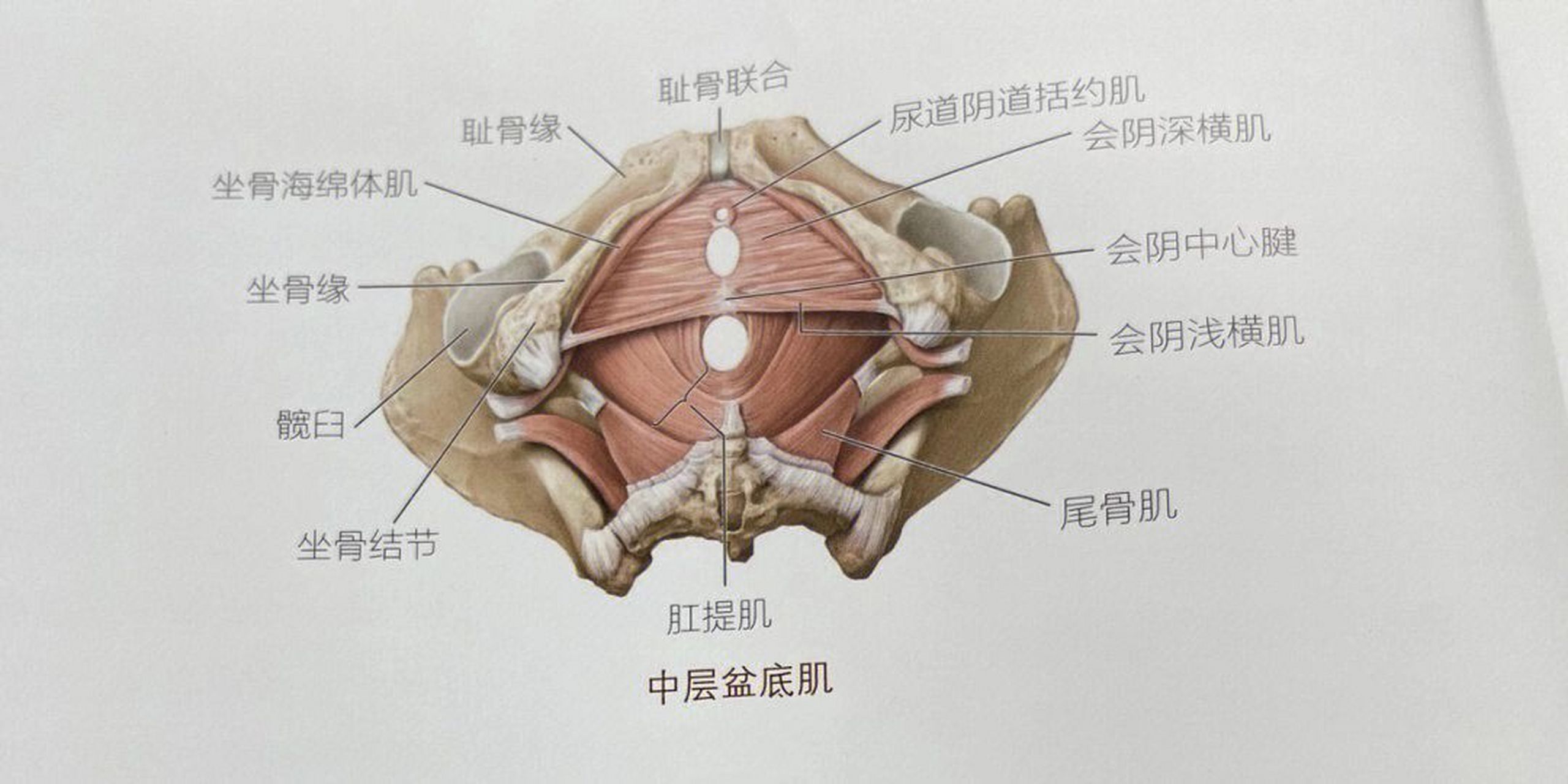 女性盆底肌有多重要,一定要看 一,什么是盆底肌 女性盆底上面有3个