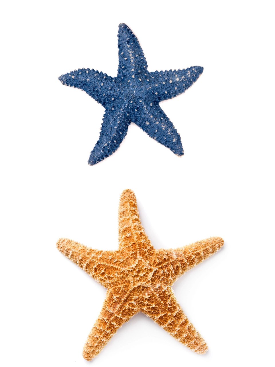 海星图片 海星,这个海洋的小精灵,真是让人一见倾心呢!