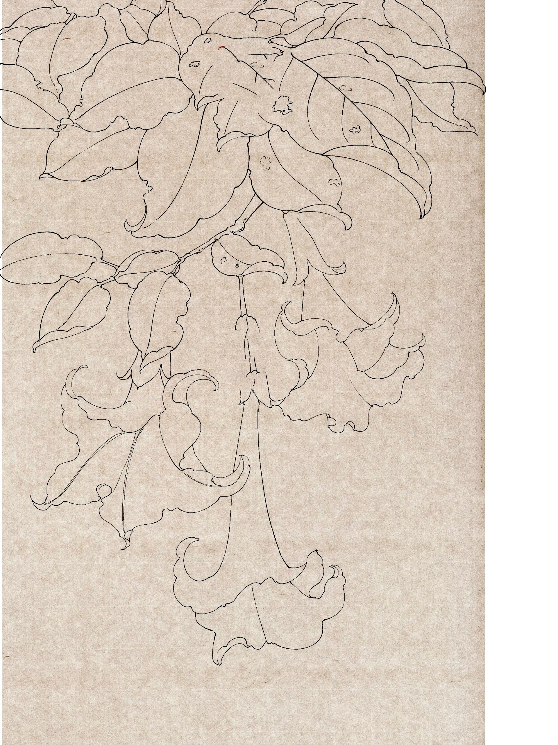 曼陀罗‖工笔白描线稿