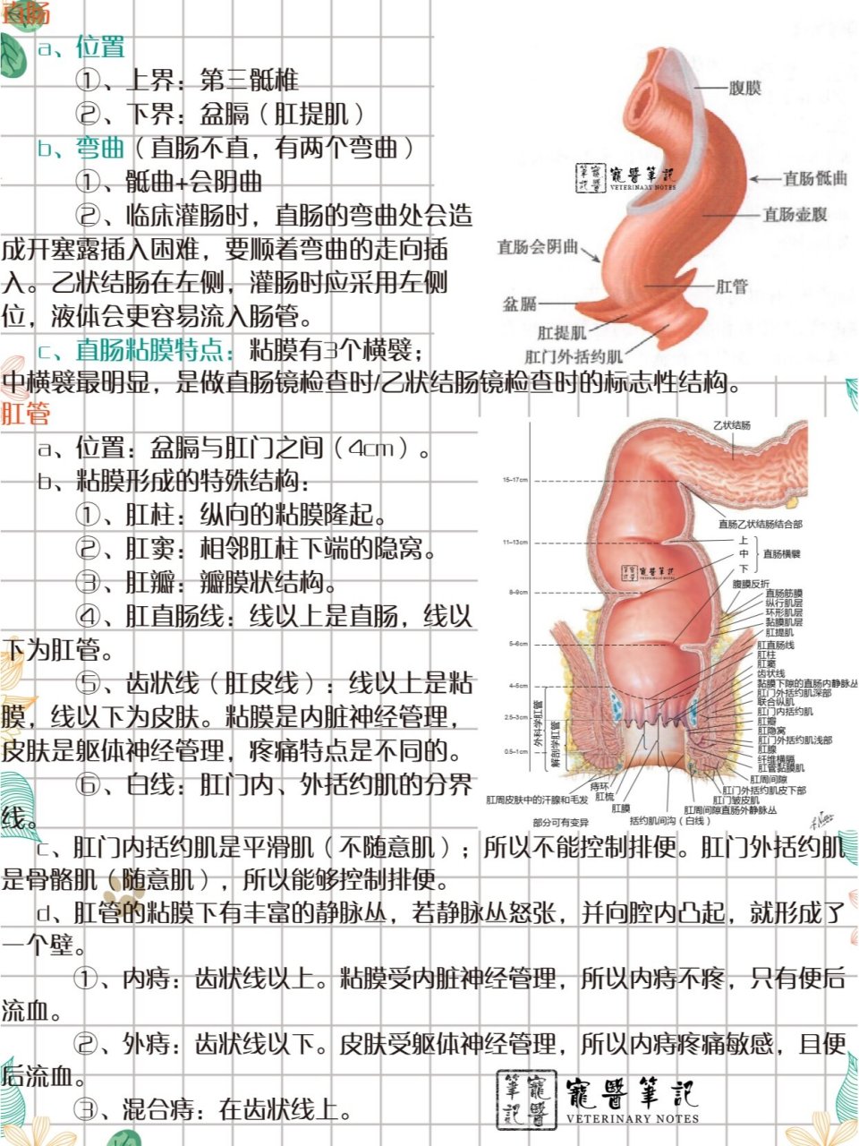 肠梗阻位置图图片