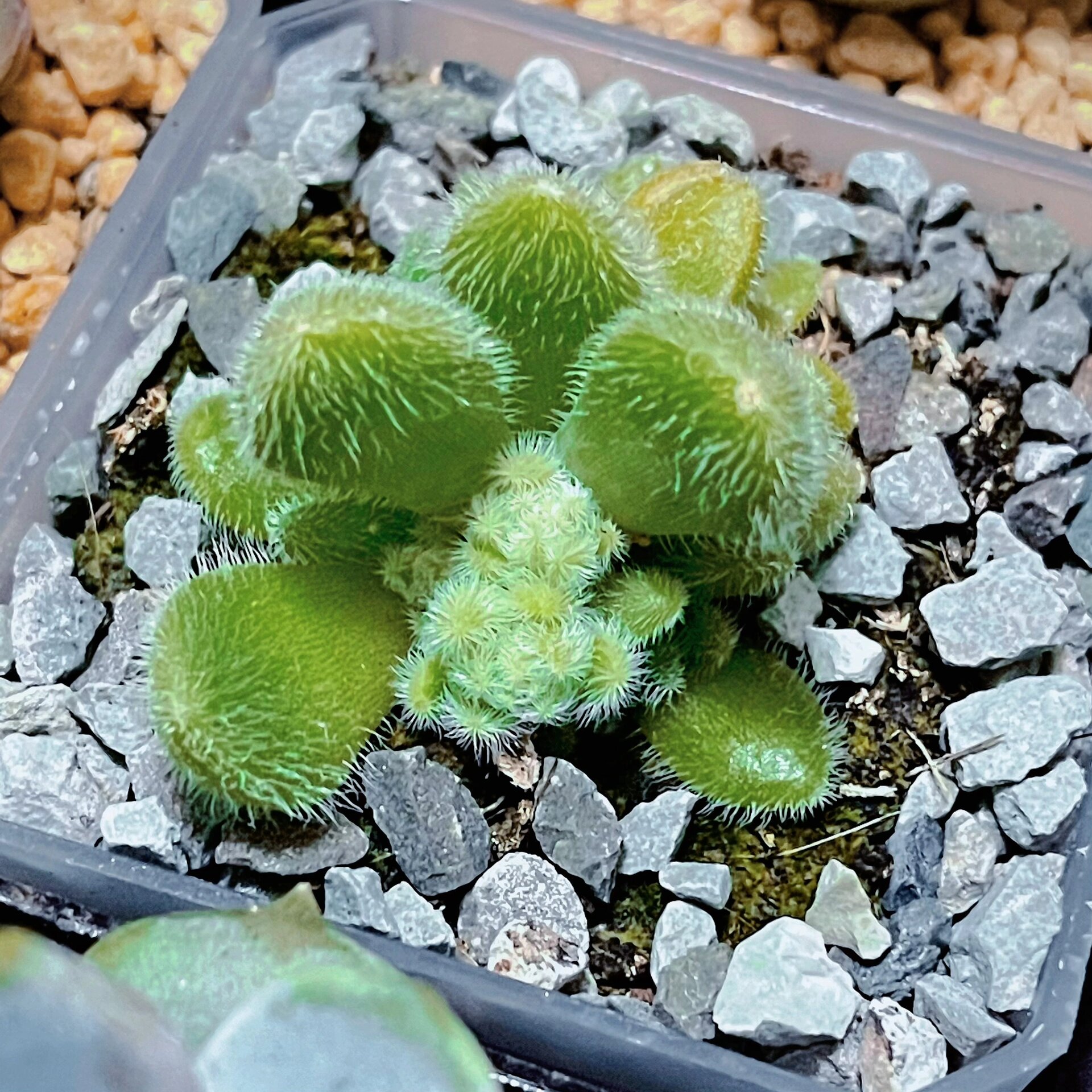 00|多肉"信东尼" 959595 信东尼也是景天科的肉肉,厚叶片