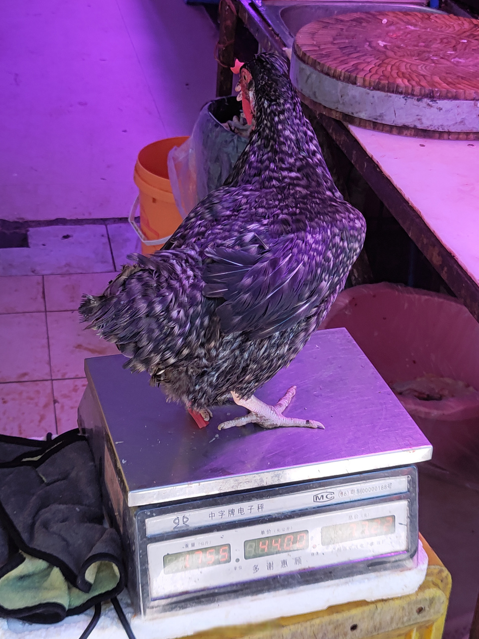 芦花鸡毛鸡22一斤,摸了一下,太嫩,小饲料鸡不值这个价,按八成出肉率算