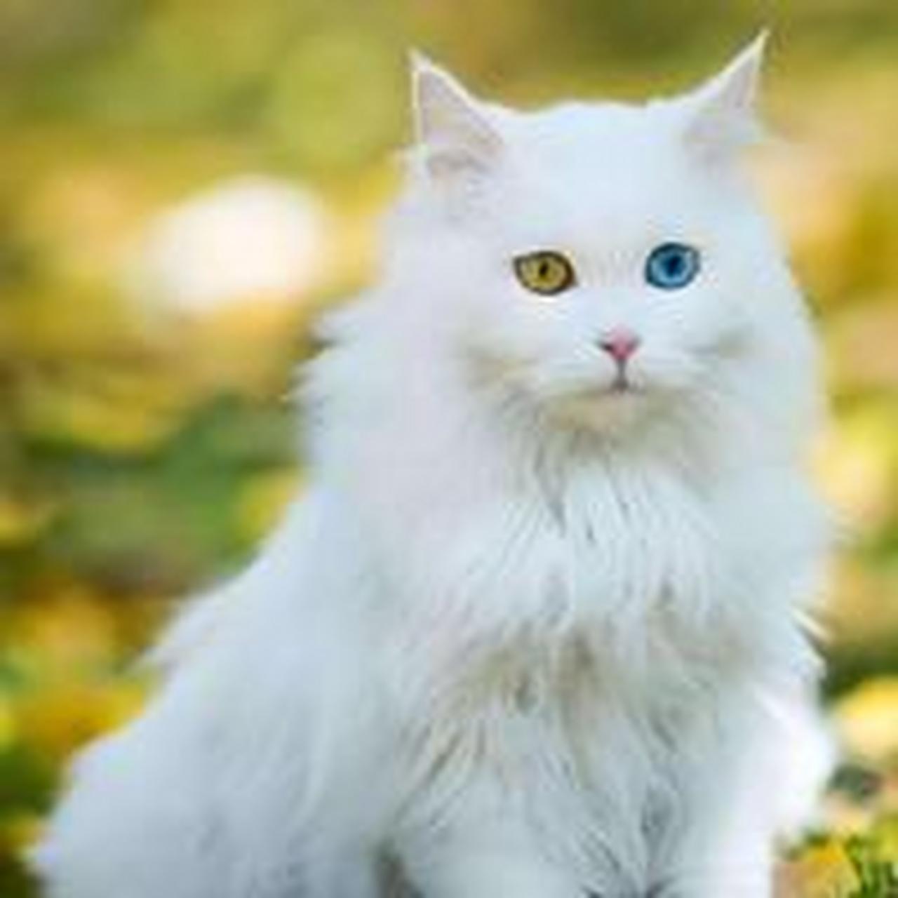 今日主角——临清狮子猫   起源与特点:  临清狮子猫起源于中国山东省