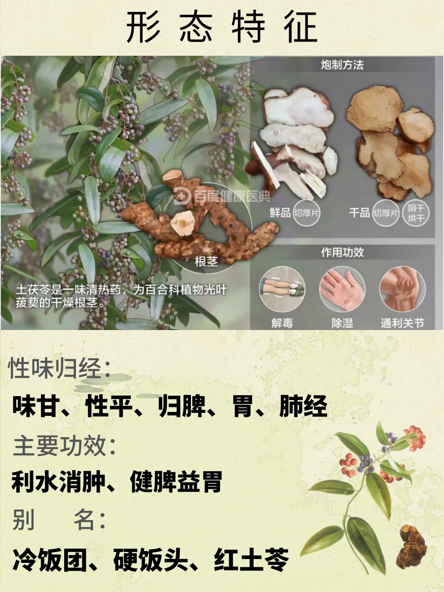 土茯苓图片 禁忌图片